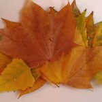 Ежик с осенними листьями