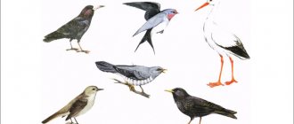 изображения-перелетных-птиц