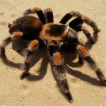 Тарантул — крупный ядовитый паук