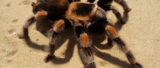 Tarantula - a large poisonous spider