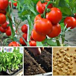 В каких случаях можно сеять помидоры на рассаду в январе?