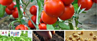 В каких случаях можно сеять помидоры на рассаду в январе?